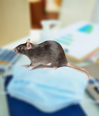 Rat Control