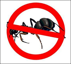 Ants Control