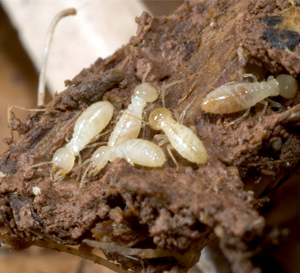 Termite Pest Control Services